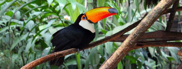 Parque das Aves, um programa ideal para todas as idades