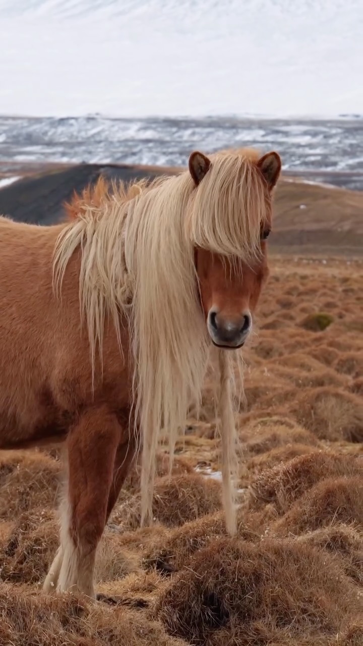 Tá, eu me sinto pronta pra usar o que eles usam 🤭

Brincadeiras a parte, mas os cavalos na Islândia são absurdamente lindos! A raça é 100% pura, preservada há mais de 1.000 anos. Eles levam isso tão a sério que se um cavalo sair do país para competir, ele nunca mais pode voltar.

✨Descontos pra sua viagem✨

📱Chip internacional @holafly_pt cupom: PREFIROVIAJAR
🩺 Seguro viagem @assist365br cupom: PREFIROVIAJAR
🇮🇸 Viagens para Islândia @bullexpedicoes cupom: PREFIROVIAJAR