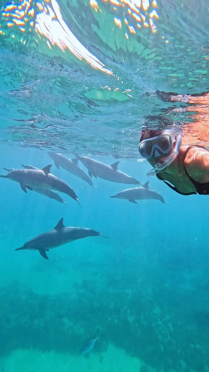 Eu ainda estou EMOCIONADA ✨🥹🩵 Eu estava sozinha fazendo snorkel na Praia do Porto, no meu último dia de viagem em Noronha, e simplesmente, MUITOS golfinhos rotadores começaram a nadar comigo!

Eu não consegui conter a emoção porque esse era um dos maiores sonhos da minha vida! Eu sou apaixonada por golfinhos e sou TOTALMENTE contra turismo com animais, por isso, a única chance de vê-los é no mar. E, mais uma vez, Fernando de Noronha me deu esse presente!

⚠️🚫 IMPORTANTE: é PROIBIDO nadar ou interagir com golfinhos em Noronha, passível de multa e a fiscalização é rigorosa. Nadar com eles é algo MUITO raro porque eles precisam vir até você! Além disso, eu estava bem antes da boia que delimita o local até onde podemos fazer snorkel na Praia do Porto, foi pura sorte minha eles entrarem perto do Naufrágio eu eu estar ali naquele momento.